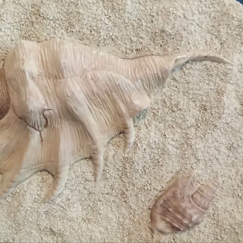 #1509 Conch Shell Wall Art - Picture 3 of 3